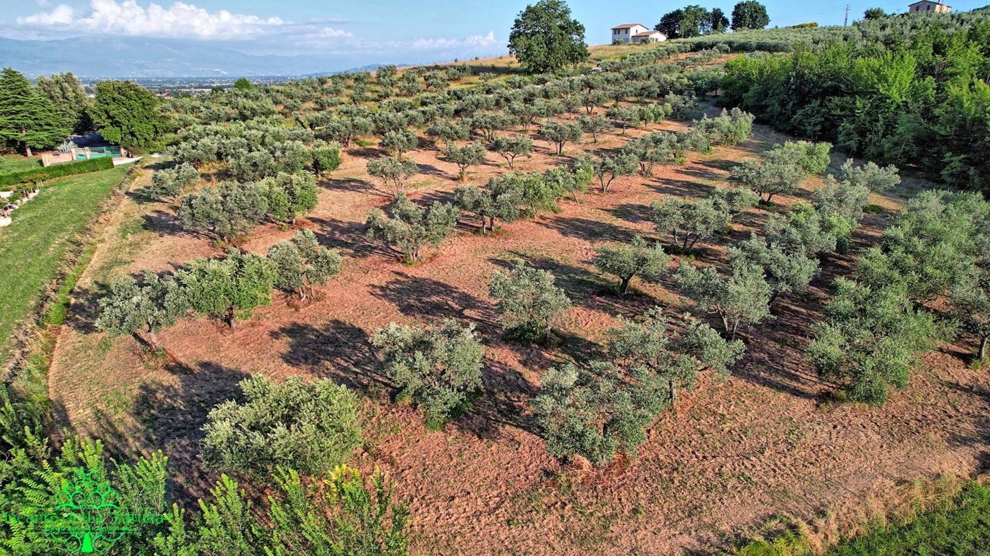 Agriturismo Incanto Della Natura Cannara Екстер'єр фото